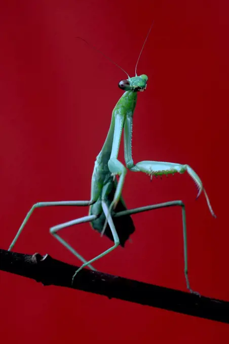 Detailed Green Praying Mantis on Red Background