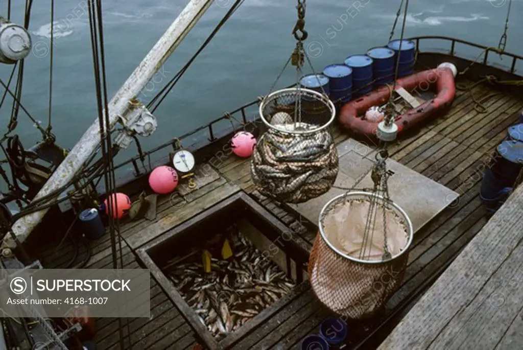 USA, ALASKA, KODIAK ISLAND, FISHING BOAT UNLOADING FRESH SALMON CATCH AT PORT