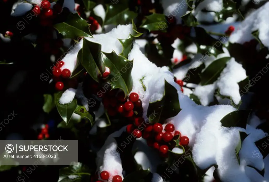 USA, WASHINGTON, HOLLY WITH RED BERRIES, COVERED WITH SNOW