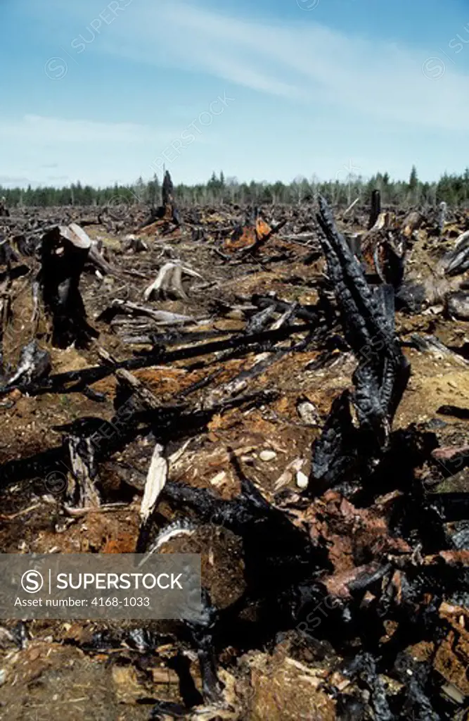 USA, WASHINGTON, OLYMPIC PENINSULA, CLEAR CUT FOREST, WITH CHARRED STUMPS AND NEW SEEDLINGS