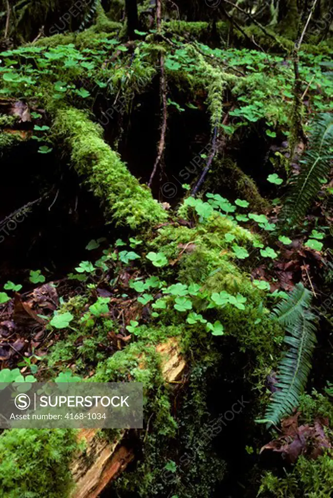 USA, WASHINGTON, OLYMPIC NATIONAL PARK, HOH RIVER RAIN FOREST, DEAD TREE TRUNK OVERGROWN WITH MOSSES