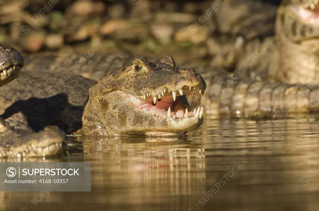 Brazil, Mato Grosso, Pantanal, Refugio Ecologico Caiman, Rio Aquidauana, Paraguayan Caiman On Riverbank, Sunning , Caiman Crocodilus Yacare, Teeth