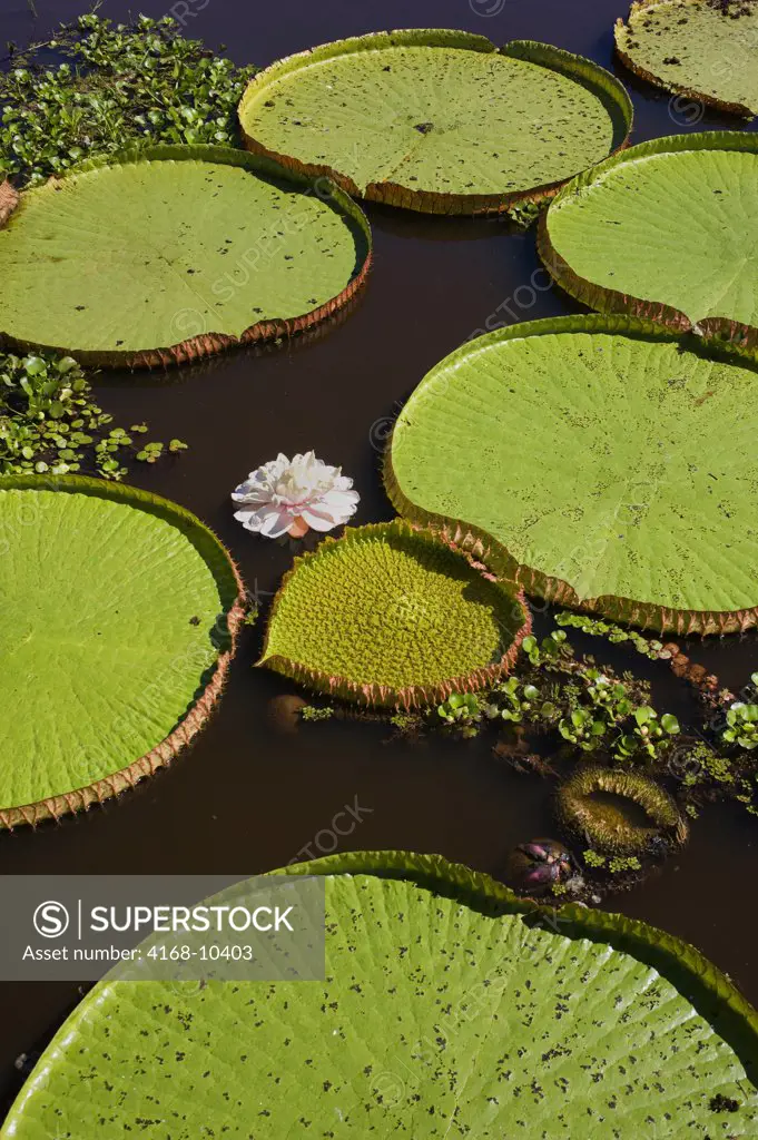 Brazil, Northern Pantanal, Victoria Amazonica Giant Water Lily, Flower