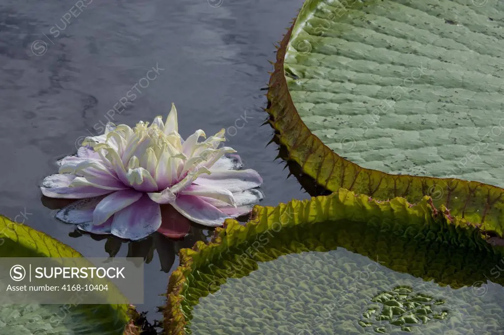 Brazil, Northern Pantanal, Victoria Amazonica Giant Water Lily, Flower, Close-Up
