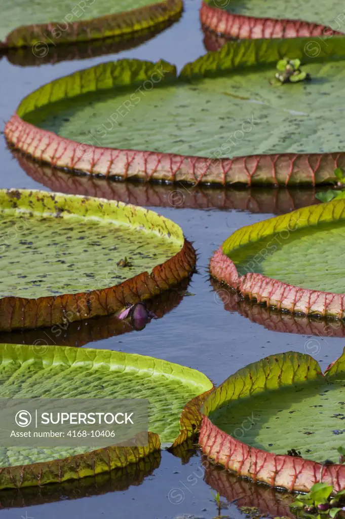 Brazil, Northern Pantanal, Victoria Amazonica Giant Water Lily, Leaves