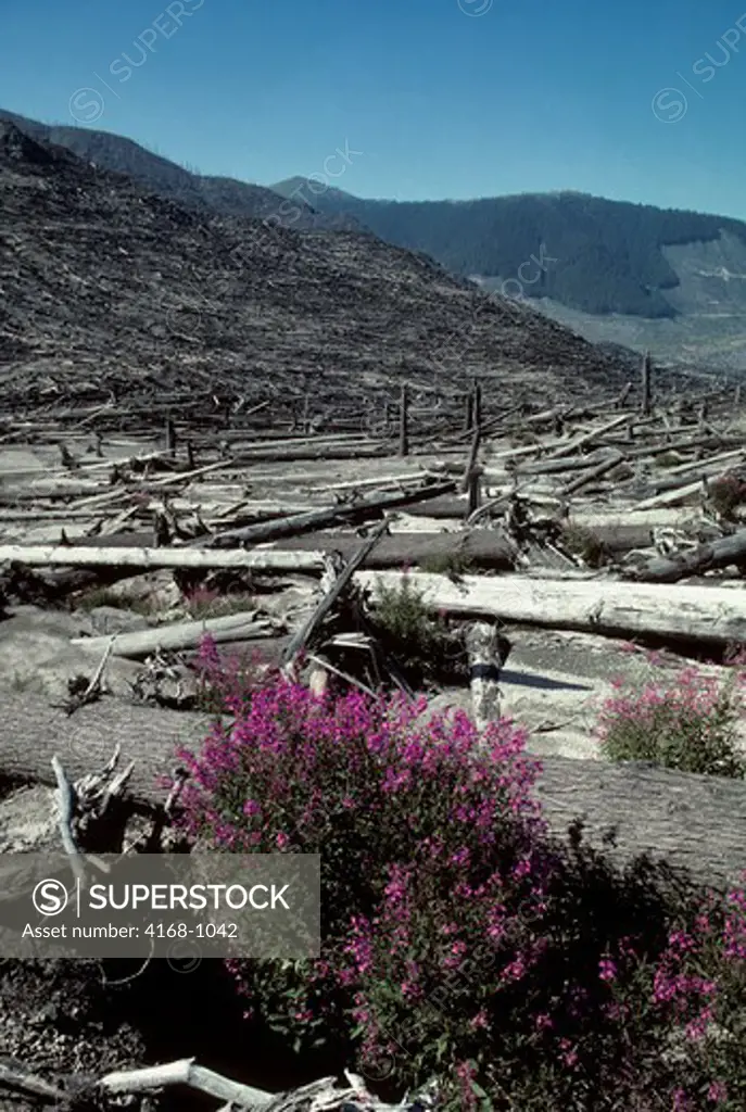 USA, WA, MT. ST. HELENS NATIONAL VOLCANIC MONUMENT (1986), DEAD TREES W/NEW PLANT GROWTH, FIREWEED