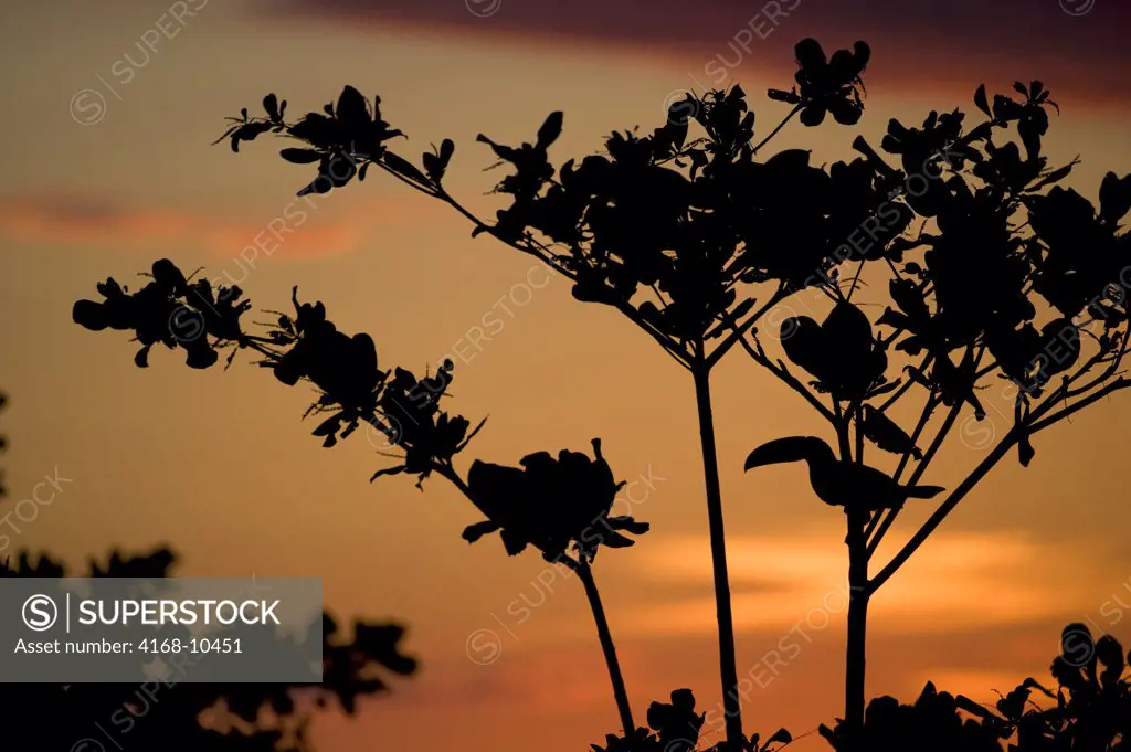 Brazil, Southern Pantanal, San Francisco Ranch, Toco Toucan (Ramphastos Toco) Silhouetted At Sunrise In Tree