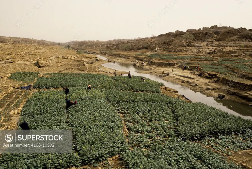 Mali, Dogon Country, Near Sanga, Dogon People Working In Tobacco Fields, (Cash Crop)