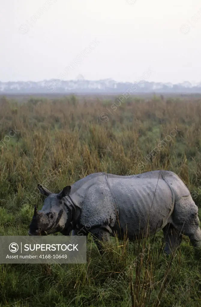 India, Assam Province, Kaziranga National Park, Indian One-Horned Rhino