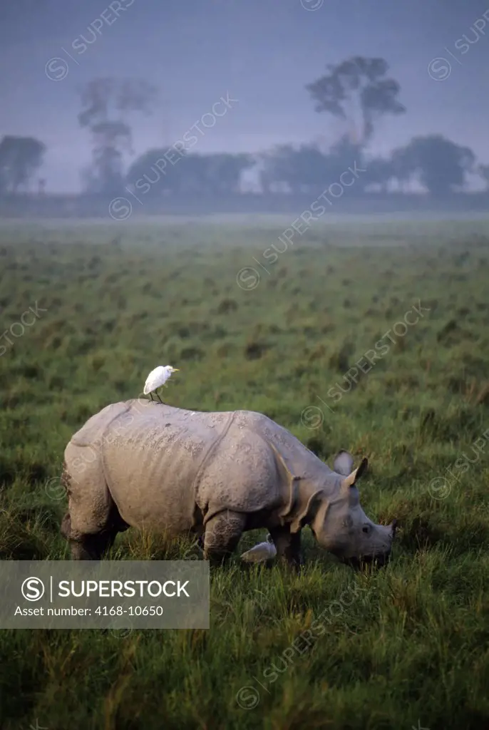 India, Assam Province, Kaziranga National Park, Indian One-Horned Rhino, Cattle Egret