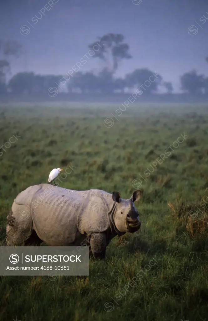 India, Assam Province, Kaziranga National Park, Indian One-Horned Rhino, Cattle Egret