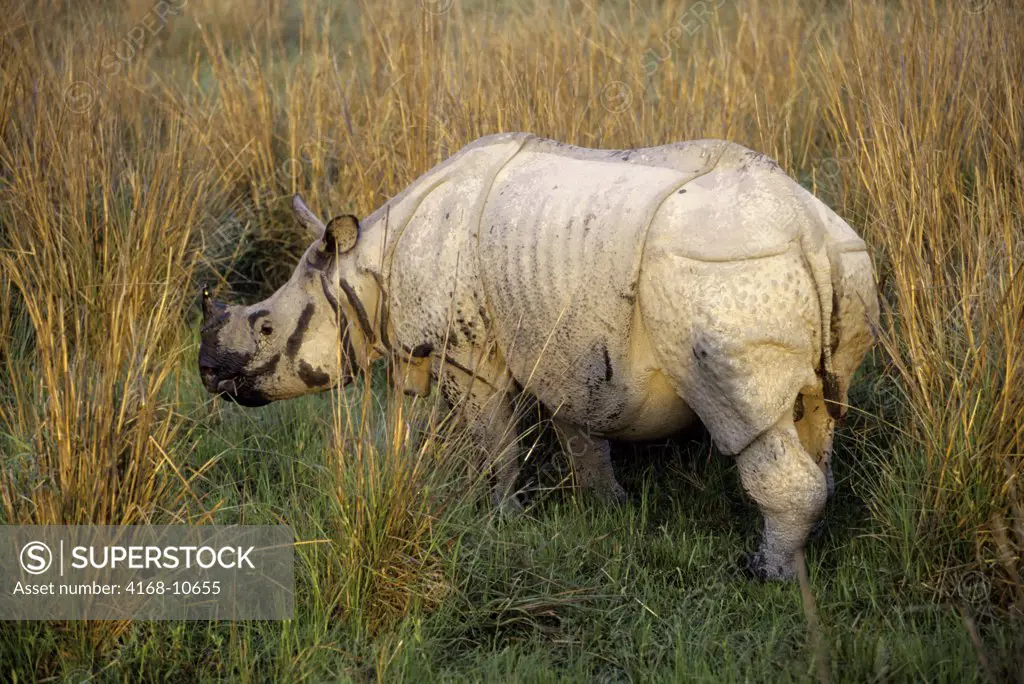 India, Assam Province, Kaziranga National Park, Indian One-Horned Rhino