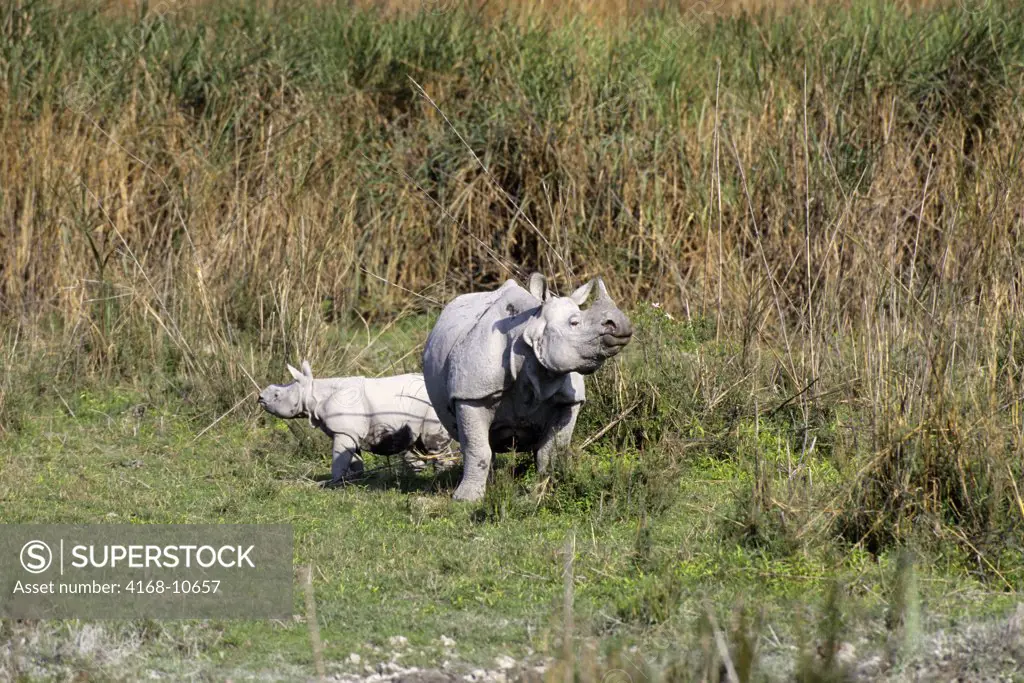 India, Assam Province, Kaziranga Np, Indian One-Horned Rhino With Baby, About 1 Week Old