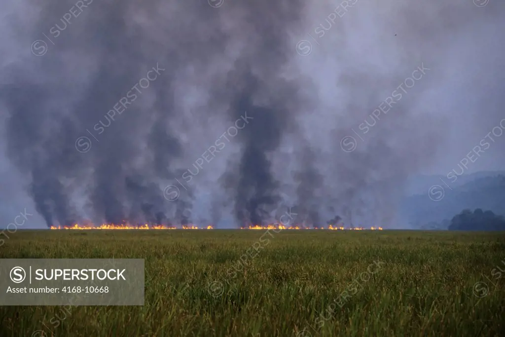 India, Assam Province, Kaziranga Np, Manmade Fire Burning Elephant Grass, Coral Trees