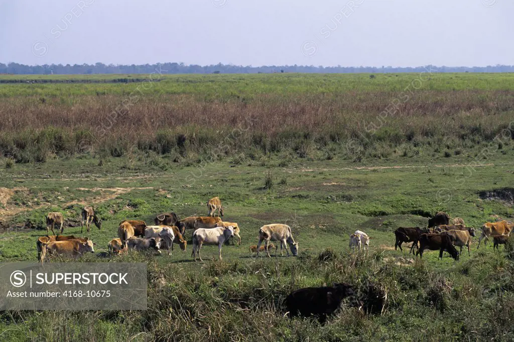 India, Assam Province, Kaziranga National Park, Cattle