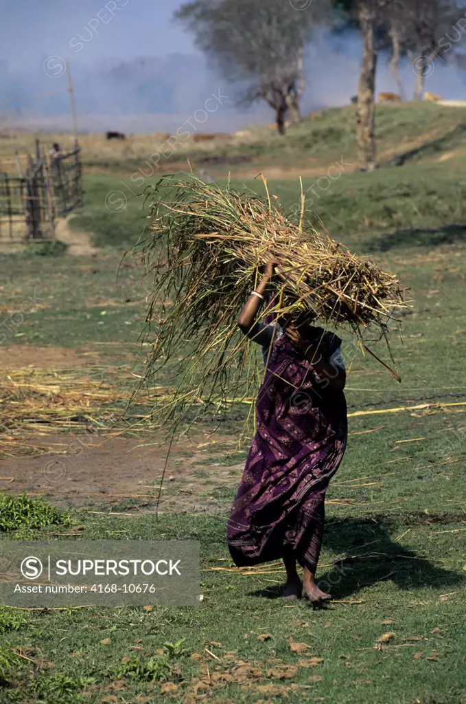 India, Assam Province, Kaziranga National Park, Woman Carrying Elephant Grass