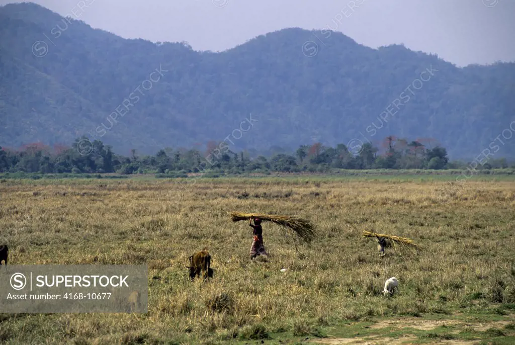 India, Assam Province, Kaziranga National Park, Woman Carrying Elephant Grass