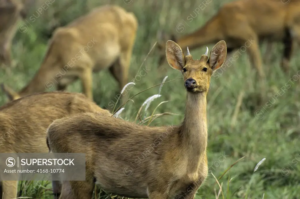 India, Assam , Kaziranga National Park, Swamp Deer