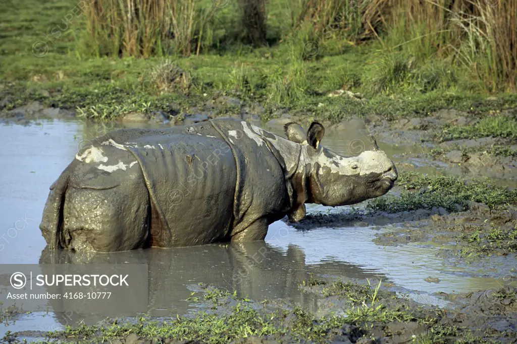 India, Assam , Kaziranga National Park, One-Horned Rhinoceros In Water