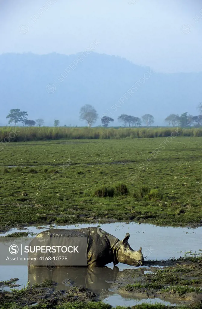 India, Assam , Kaziranga National Park, One-Horned Rhinoceros In Water