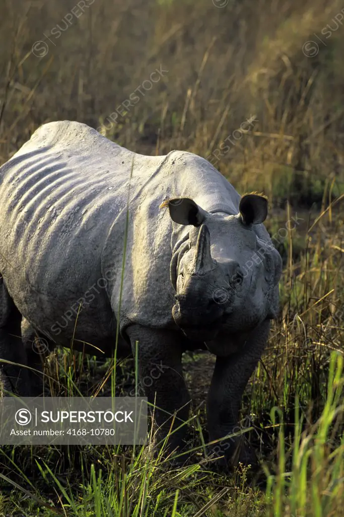 India, Assam , Kaziranga National Park, One-Horned Rhinoceros In Grass