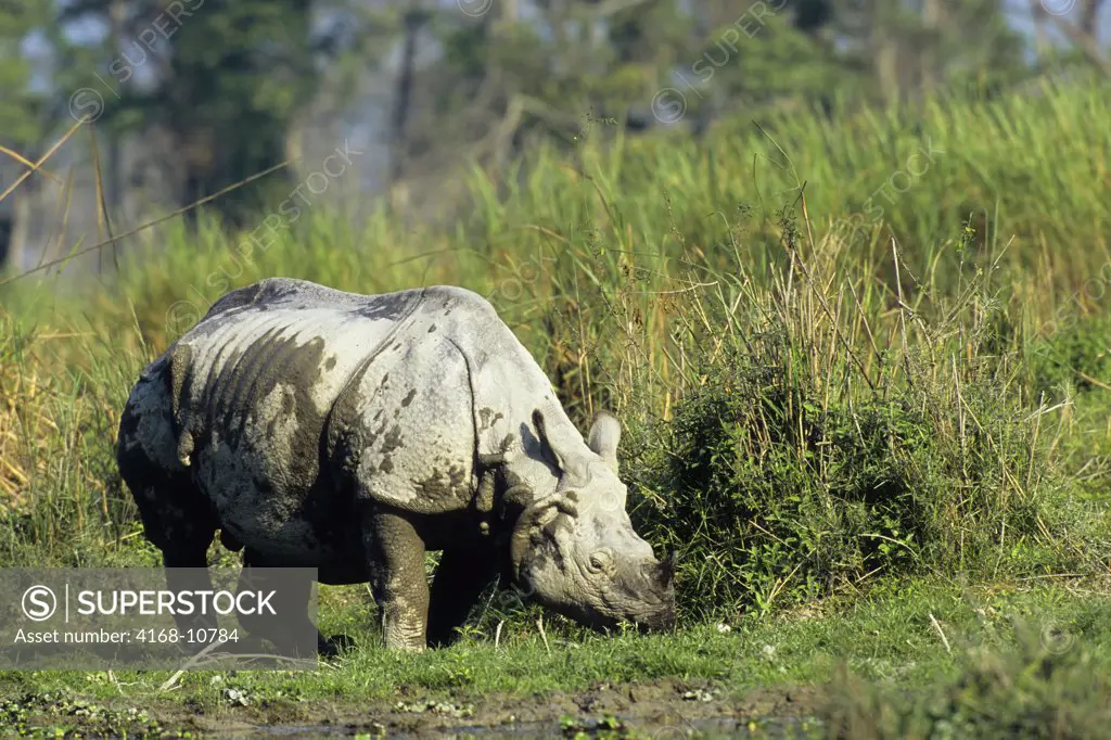 India, Assam , Kaziranga National Park, One-Horned Rhinoceros Grazing