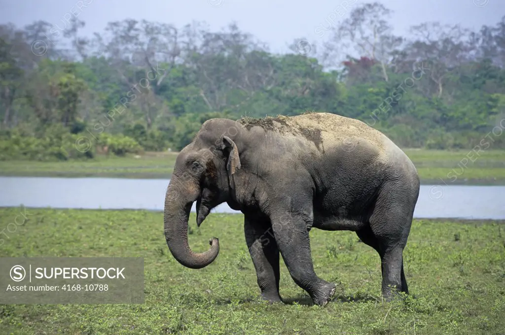 India, Assam , Kaziranga National Park, Asian Elephant Bull In Musth
