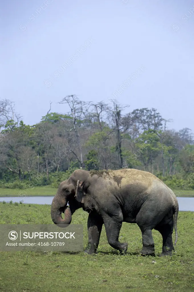 India, Assam , Kaziranga National Park, Asian Elephant Bull In Musth