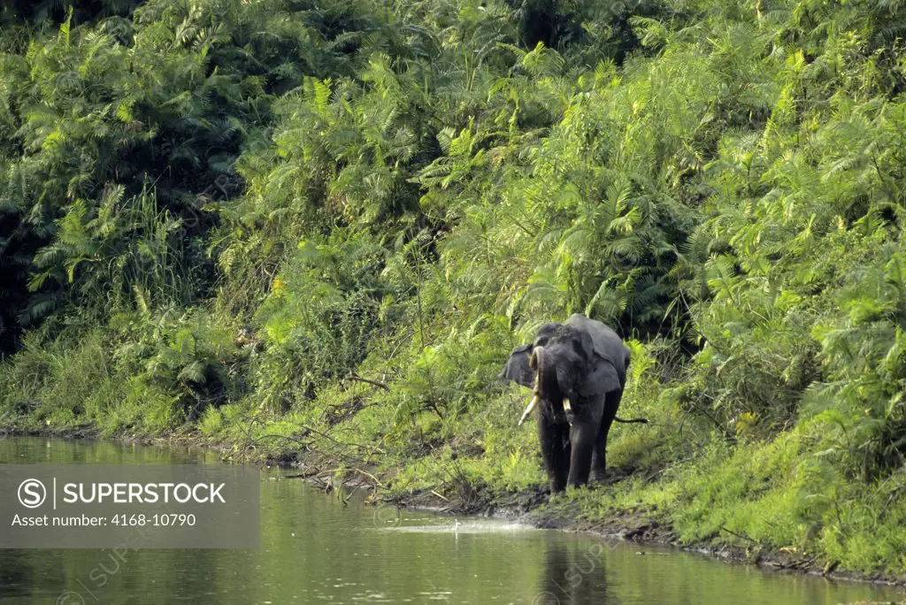 India, Assam , Kaziranga National Park, Asian Elephant Along River