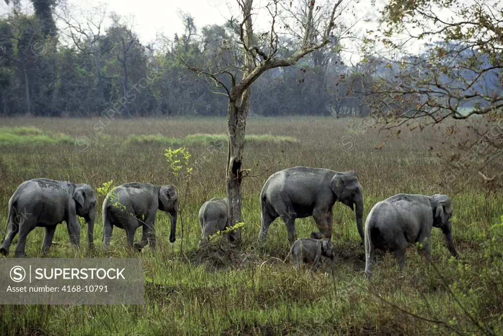 India, Assam , Kaziranga National Park, Asian Elephant Herd