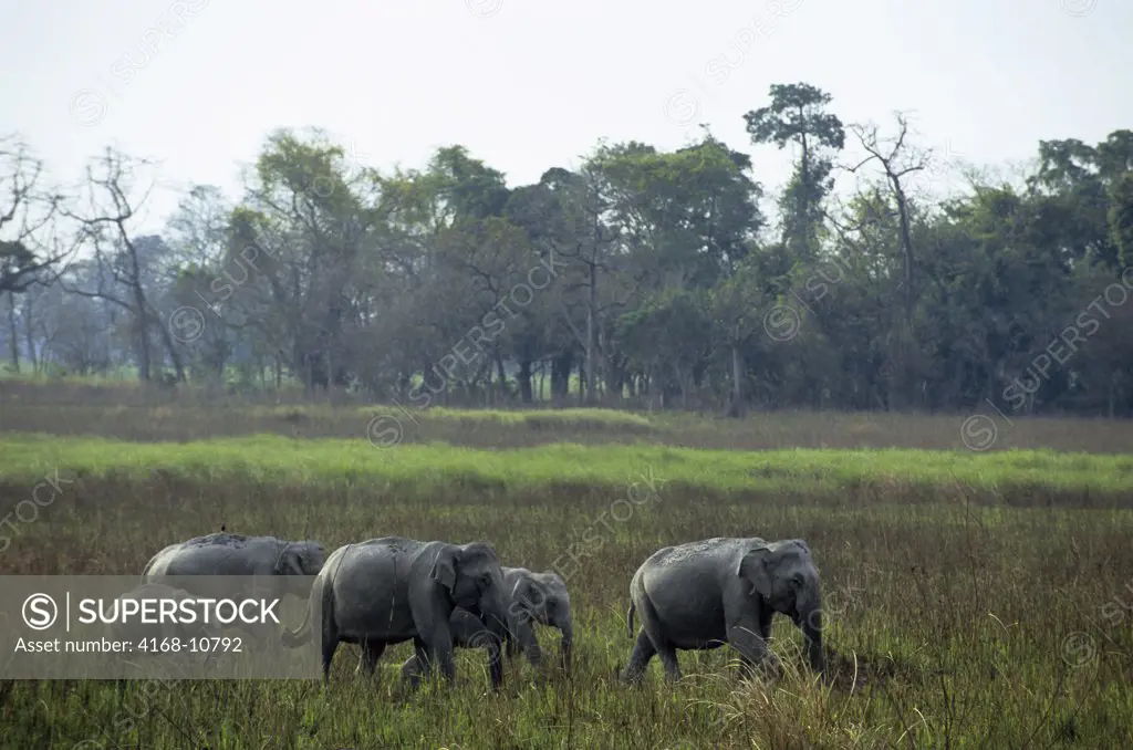 India, Assam , Kaziranga National Park, Asian Elephant Herd