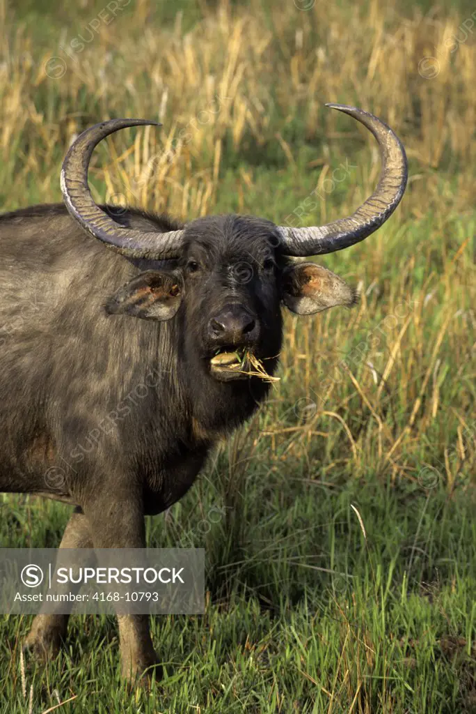 India, Assam , Kaziranga National Park, Asian Wild Buffalo