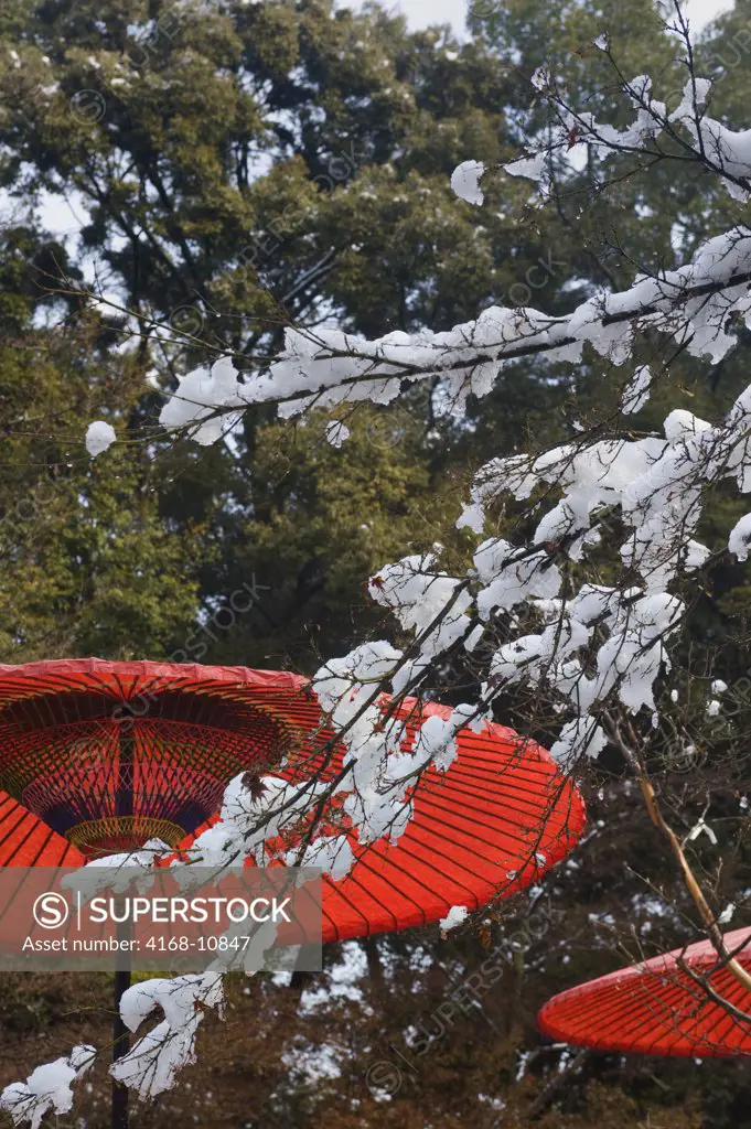 Japan, Kyoto, Rokuon-Ji Tempel, (Golden Pavilion) World Heritage Site, Snow Covered Trees, Red Parasol
