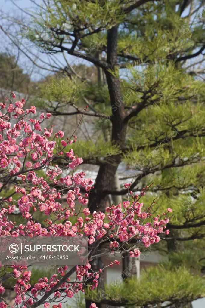 Japan, Kyoto, Chishakuin Temple, Flowering Plum Tree