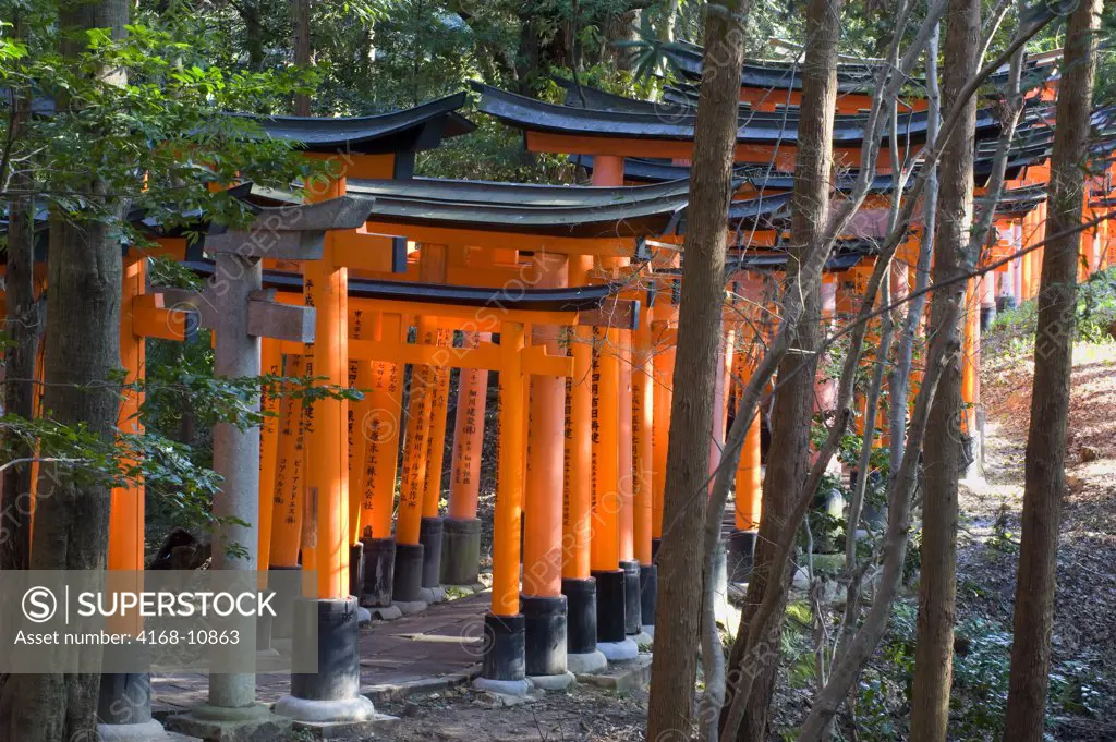 Japan, Kyoto, Fushimi Inari Shrine (Shinto Shrine), Torii Gates (Offerings) In Forest
