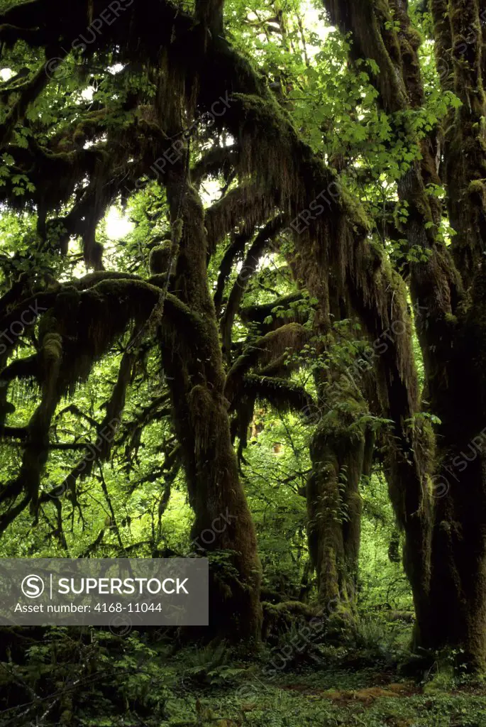 Usa, Washington, Olympic National Park, Hoh River Rainforest, Broadleaf Maples With Clubmosses