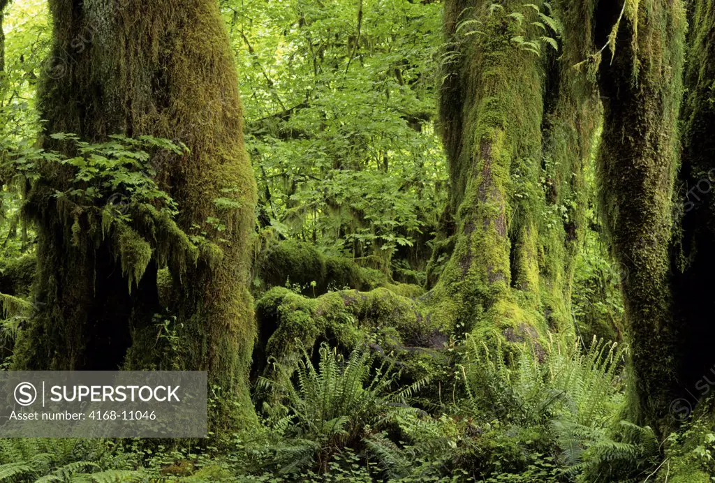 Usa, Washington, Olympic National Park, Hoh River Rainforest, Broadleaf Maples With Clubmosses