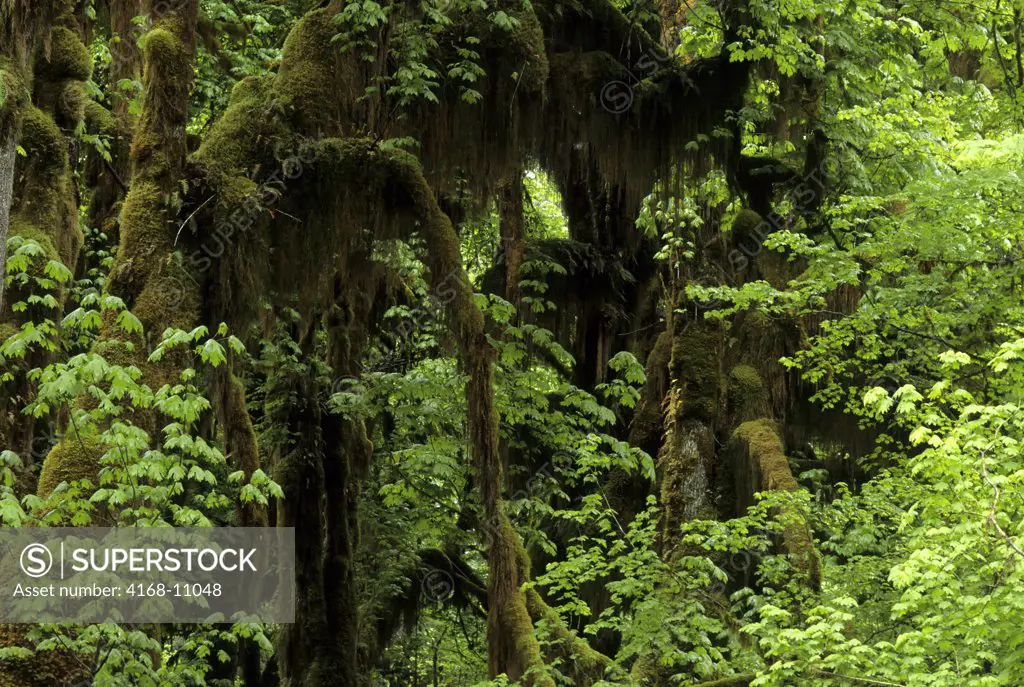 Usa, Washington, Olympic National Park, Hoh River Rainforest, 'Hall Of Mosses'
