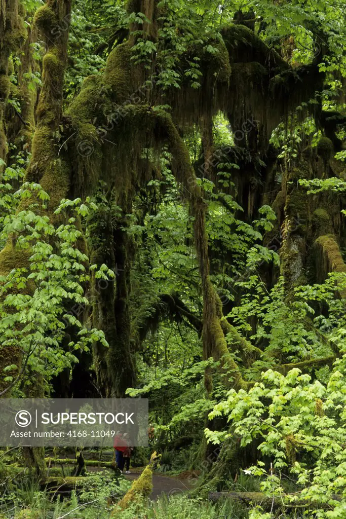 Usa, Washington, Olympic National Park, Hoh River Rainforest, 'Hall Of Mosses', With Hikers
