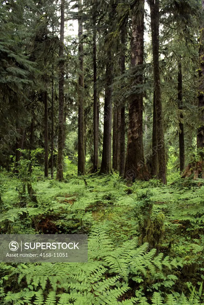 Usa, Washington, Olympic National Park, Hoh River Rainforest, Trees And Ferns