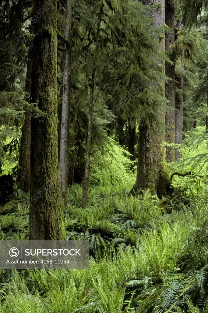 Usa, Washington, Olympic National Park, Hoh River Rainforest, Trees And Ferns