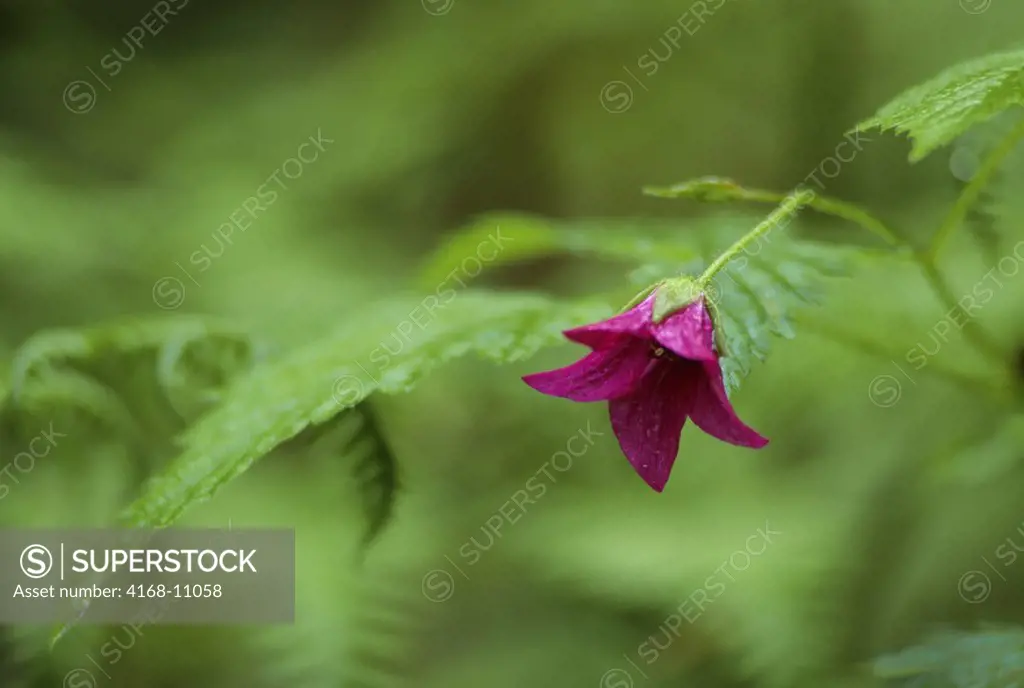 Usa, Washington, Olympic National Park, Hoh River Rainforest, Close Up Of Salmonberry Flower