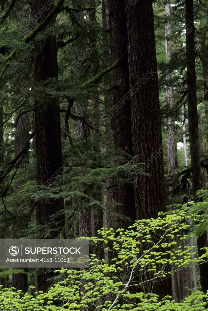 Usa, Washington, Olympic National Park, Vine Maple And Old-Growth Forest
