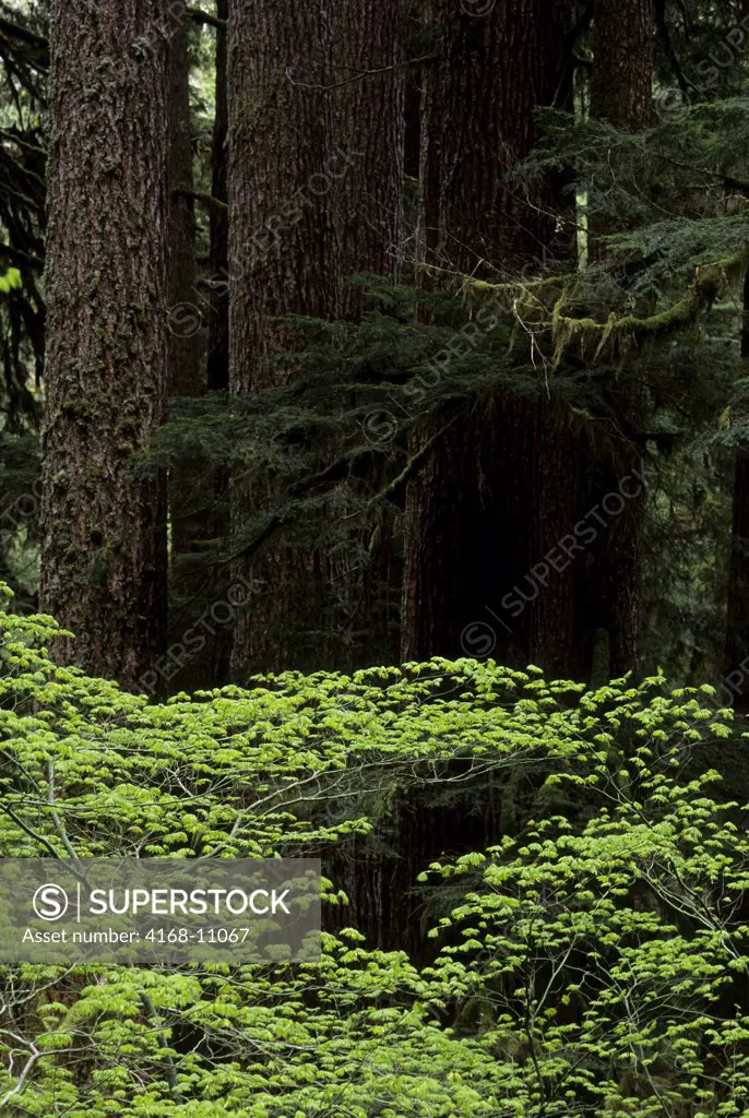 Usa, Washington, Olympic National Park, Vine Maple And Old-Growth Forest