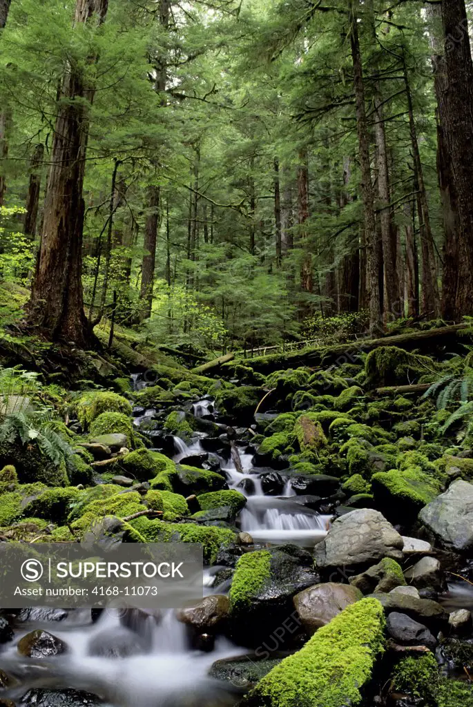 Usa, Washington, Olympic National Park, Forest Scene With Creek In Soleduck Valley