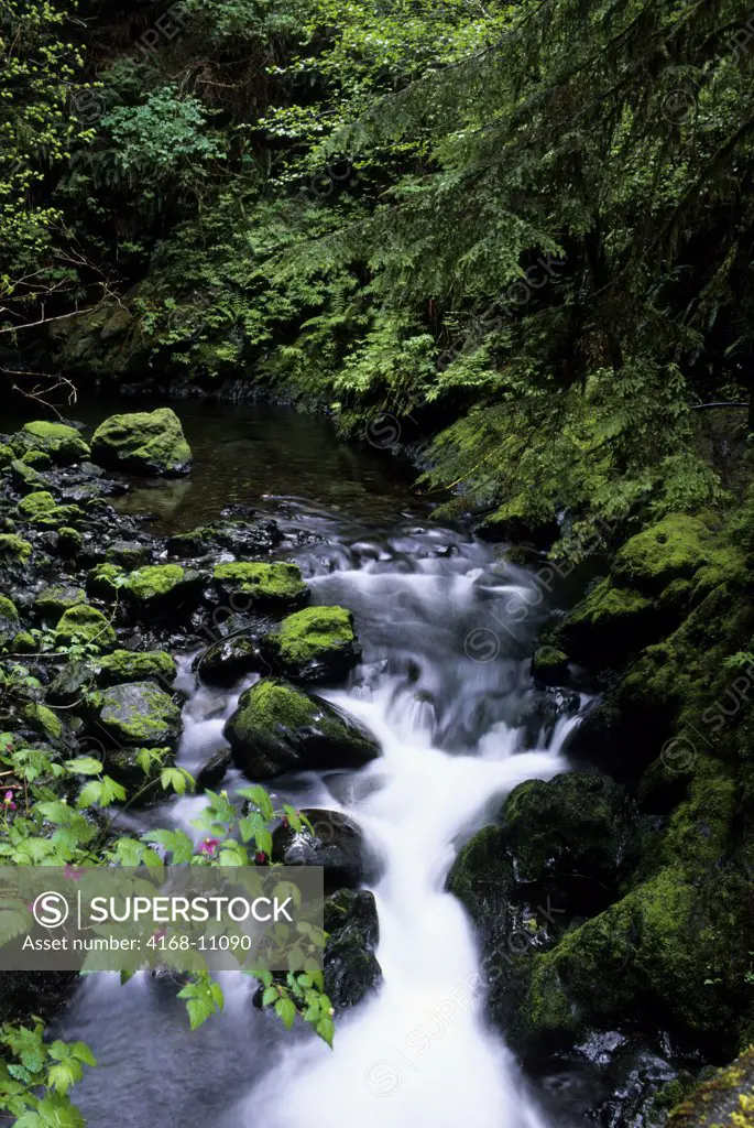 Usa, Washington, Olympic National Park, Quinault Rainforest, Creek, Waterfall
