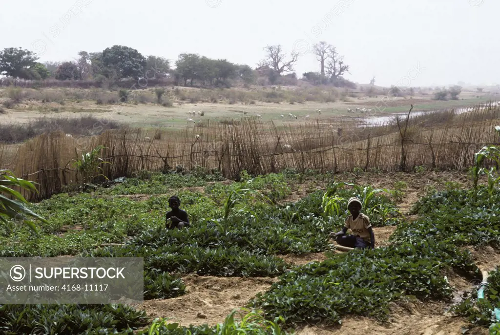 Mali, Near Djenne, Garden On The Banks Of Bani River, Boys Working In Garden