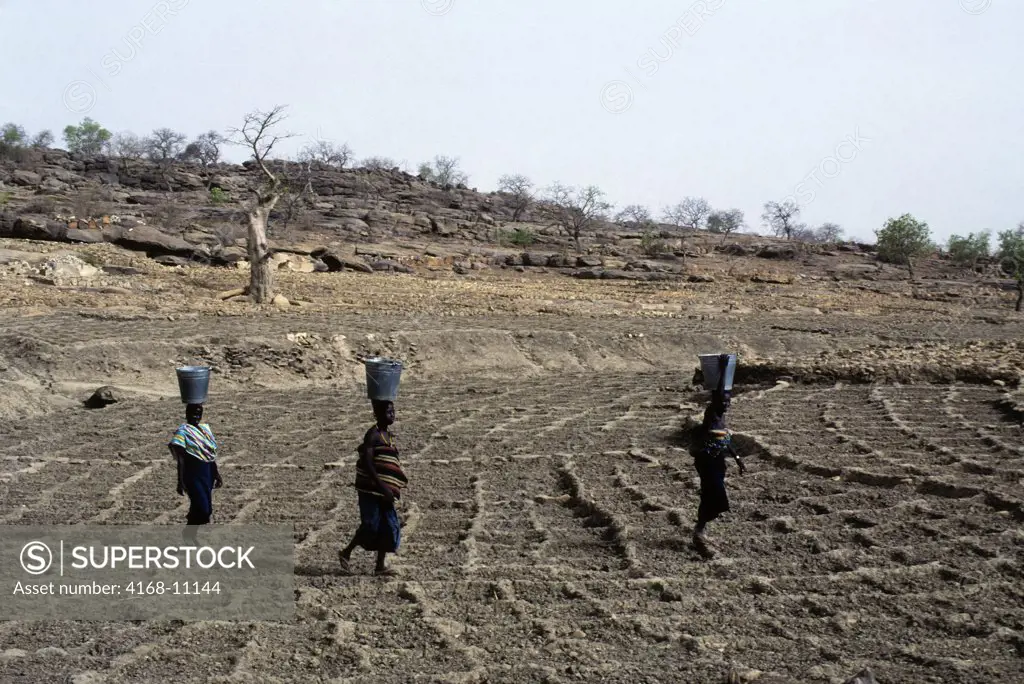 Mali, Dogon Country, Near Sanga, Millet Fields With Dogon Women On The Way To Get Water