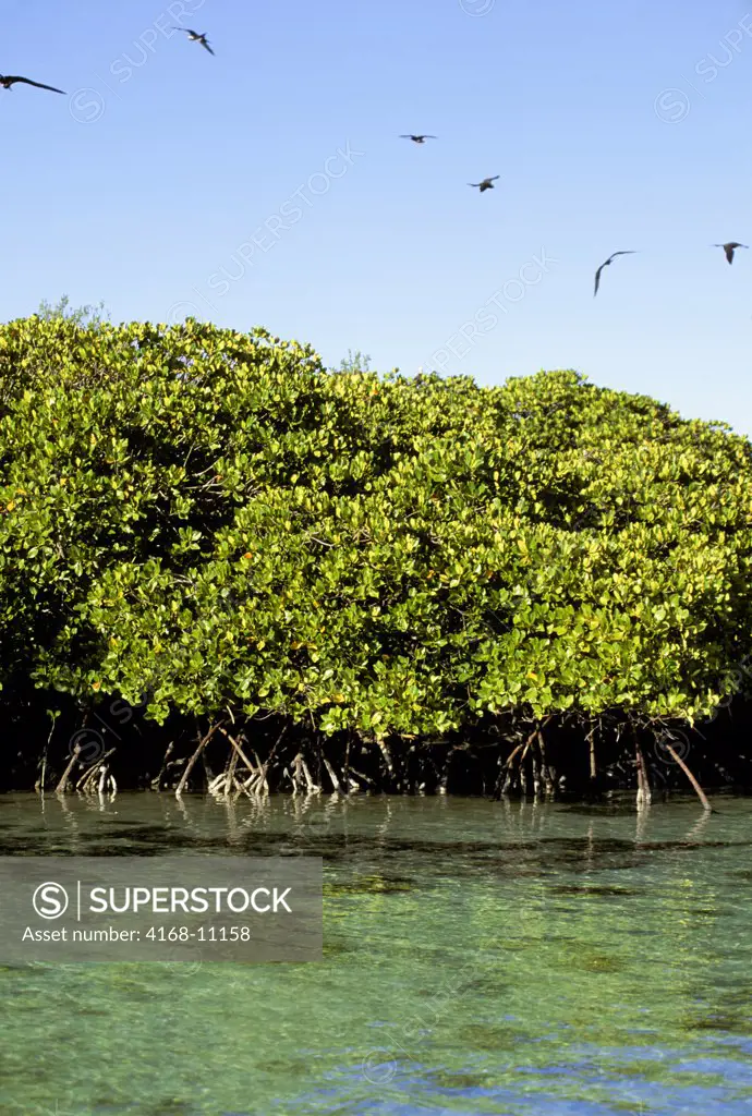 Seychelles, Aldabra Island, Mangroves