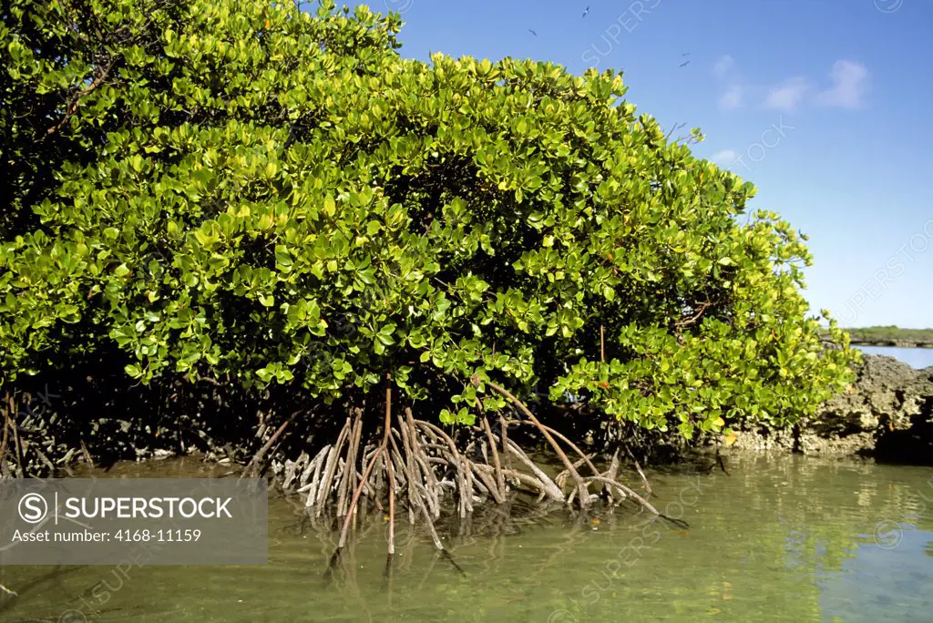 Seychelles, Aldabra Island, Mangroves